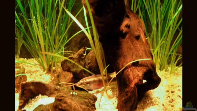 die beiden Wurzeln (dienen als Nest für die Barsche) von Manuela Vogt (8)