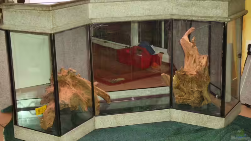 Die beiden Wurzeln nehmen Maß. von WSS (2)