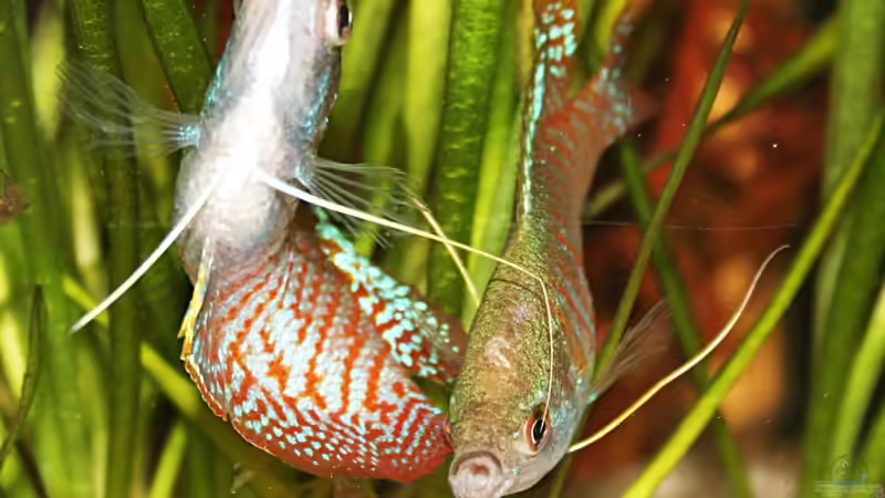 Die beiden Zwergfadenfische am kabbeln... von Garnelenmami (1)