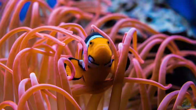 Die bekanntesten Symbiosen im Aquarium