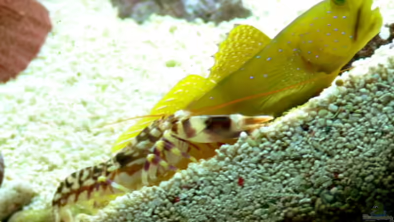 Die bekanntesten Symbiosen im Aquarium