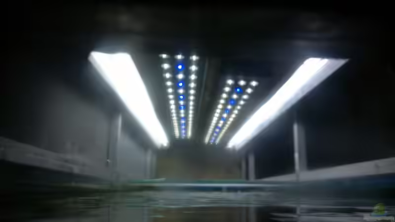 Die Beleuchtung 264 Watt von Thomas38 (5)