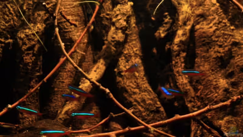 Die Beleuchtung und der Rote Neon von Florian Bandhauer (18)