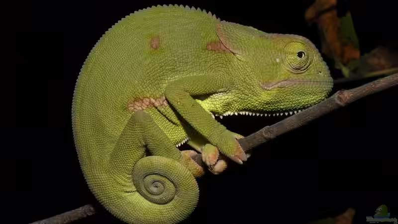 Die beliebtesten Chamäleon-Arten fürs Terrarium