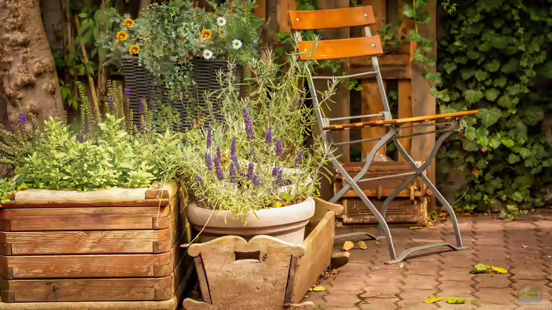 Die beliebtesten Kübelpflanzen: Die schönsten Arten für Balkon, Terrasse und Garten