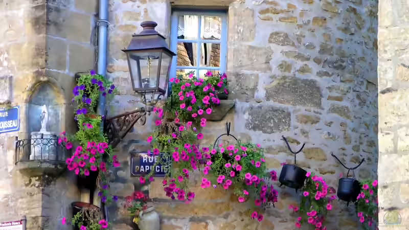 Die beliebtesten Kübelpflanzen: Die schönsten Arten für Balkon, Terrasse und Garten