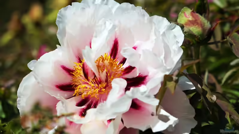 Die beliebtesten Pfingstrosen: Sorten für jedes Beet und jeden Anspruch