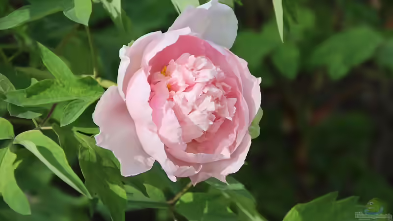 Die beliebtesten Pfingstrosen: Sorten für jedes Beet und jeden Anspruch