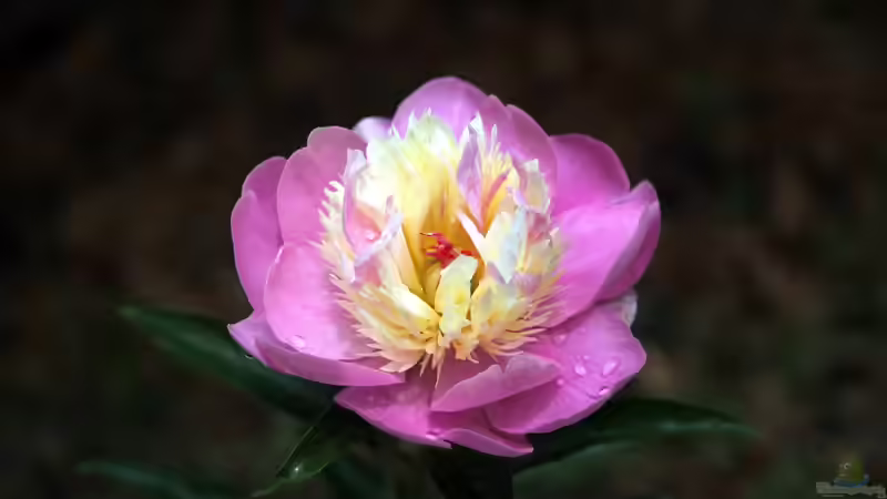 Die beliebtesten Pfingstrosen: Sorten für jedes Beet und jeden Anspruch