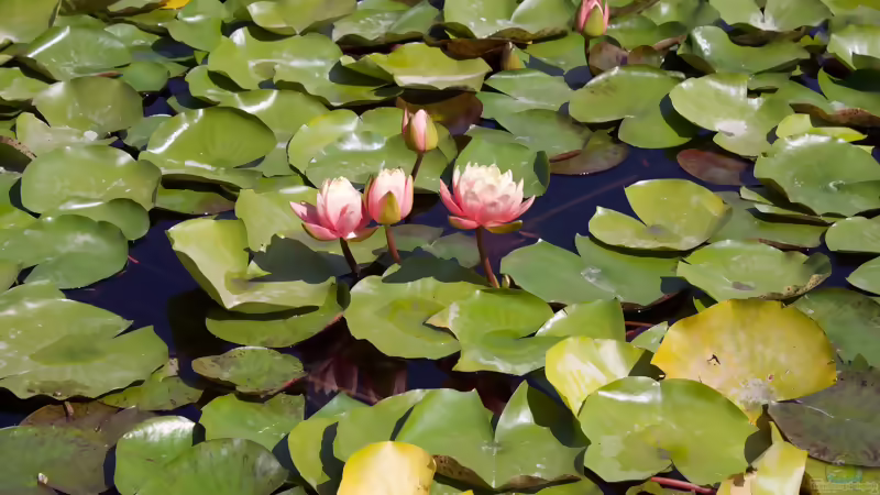 Die beliebtesten Schwimmblattpflanzen für den Gartenteich