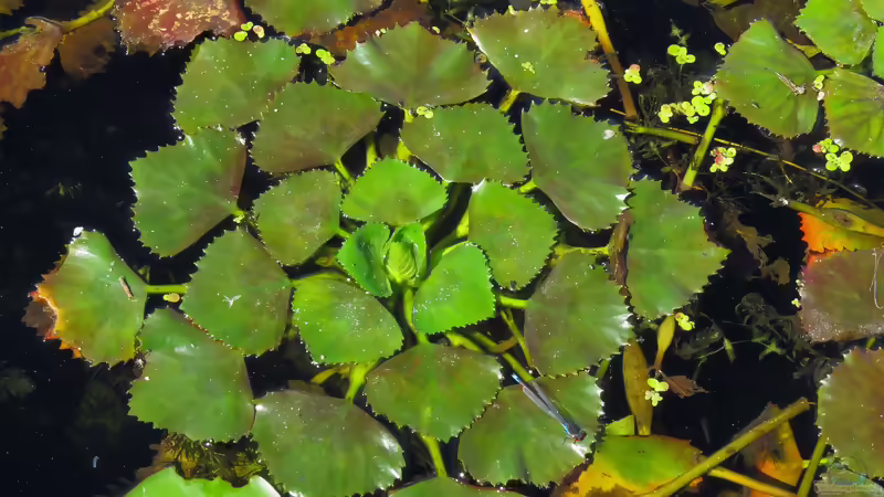Die beliebtesten Schwimmblattpflanzen für den Gartenteich
