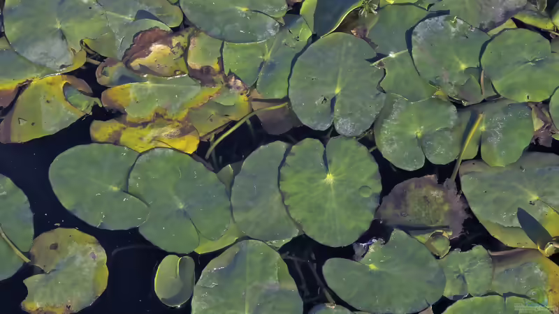 Die beliebtesten Schwimmblattpflanzen für den Gartenteich