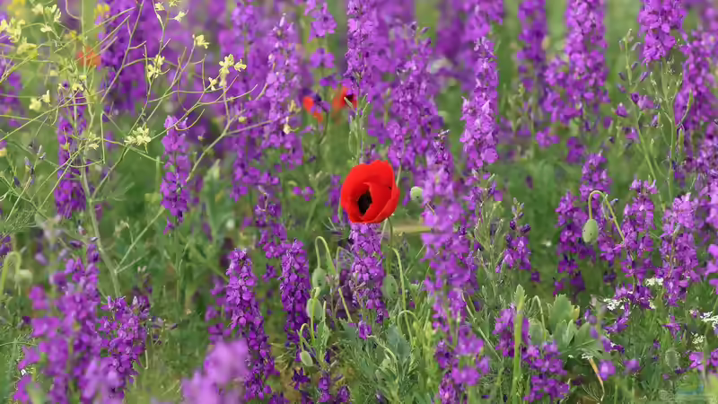 Die beliebtesten Stauden im Garten: Bewährte Blütenpflanzen für langlebige Beete
