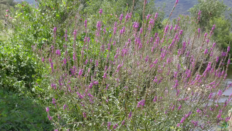 Die beliebtesten Sumpfpflanzen für den Gartenteich