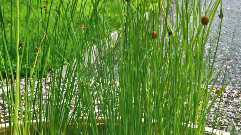 Die beliebtesten Sumpfpflanzen für den Gartenteich