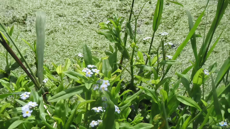 Die beliebtesten Sumpfpflanzen für den Gartenteich