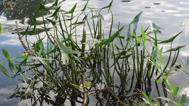 Die beliebtesten Sumpfpflanzen für den Gartenteich
