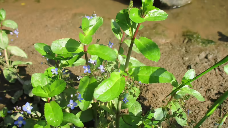 Die beliebtesten Sumpfpflanzen für den Gartenteich