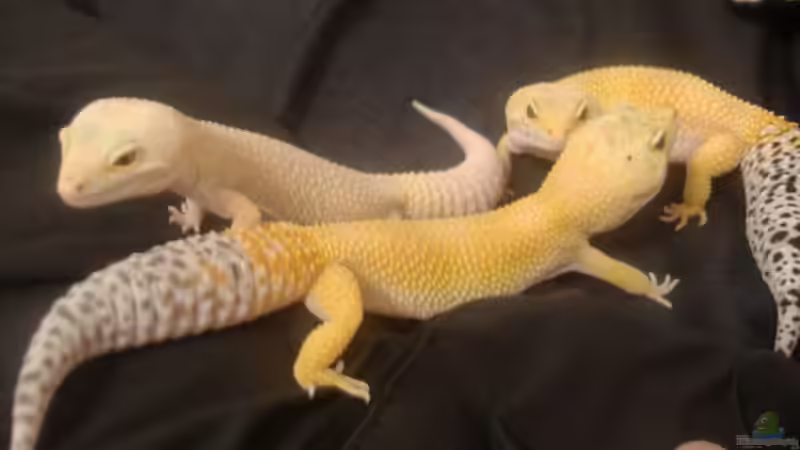 Die beliebtesten Terrarientiere