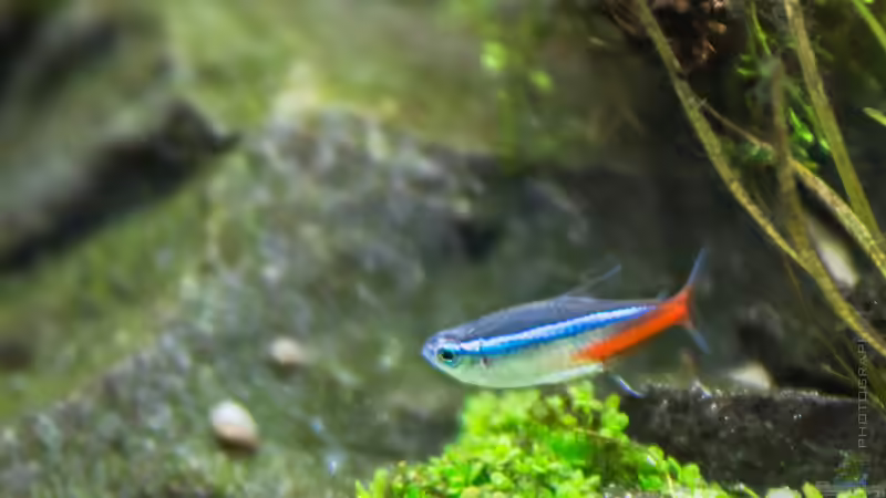 Die beliebtesten Zierfische Deutschlands - exklusive Auswertung aus der Community von einrichtungsbeispiele.de