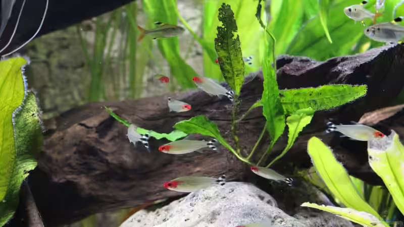 Die beliebtesten Zierfische Deutschlands - exklusive Auswertung aus der Community von einrichtungsbeispiele.de