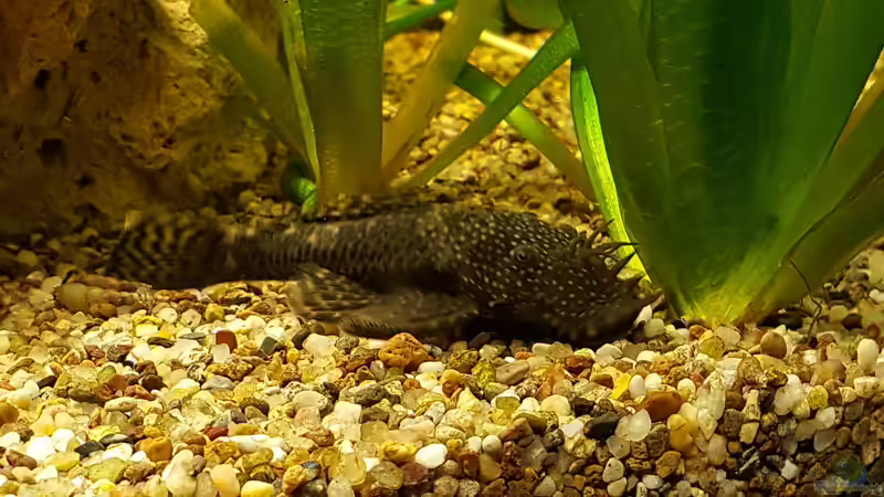 Die beliebtesten Zierfische Deutschlands - exklusive Auswertung aus der Community von einrichtungsbeispiele.de