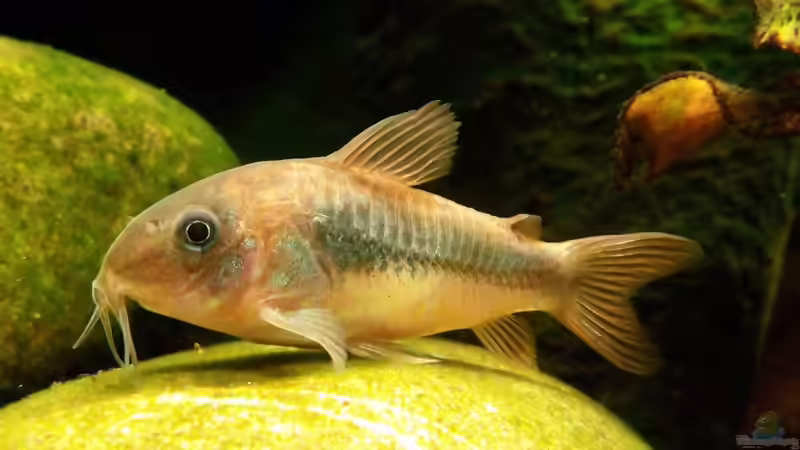 Die beliebtesten Zierfische Deutschlands - exklusive Auswertung aus der Community von einrichtungsbeispiele.de