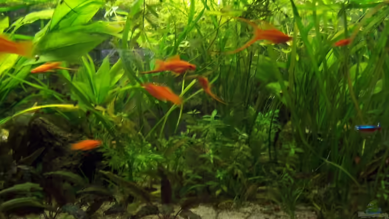 Die Bepflanzung von Solaris (4)