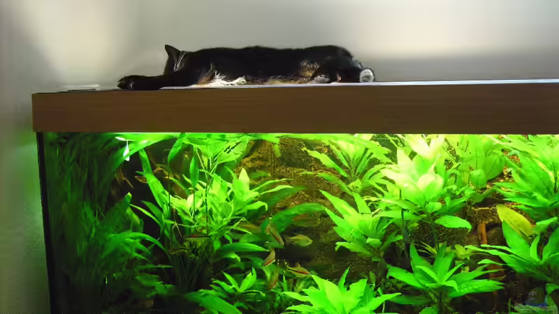 Die beste Deko! von FranklinXQ (8)