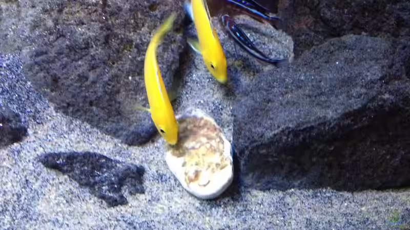 Die besten Futtersorten für Buntbarsche aus dem Malawisee