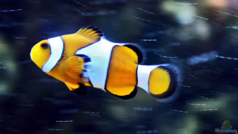 Die besten Korallenfische für kleine Meerwasseraquarien