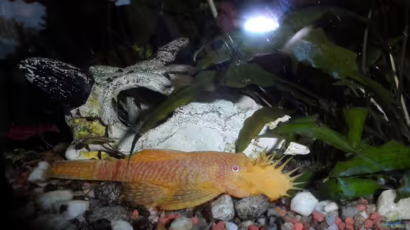 die Betreung des Geleges ist Männersache... von S04Peter (34)