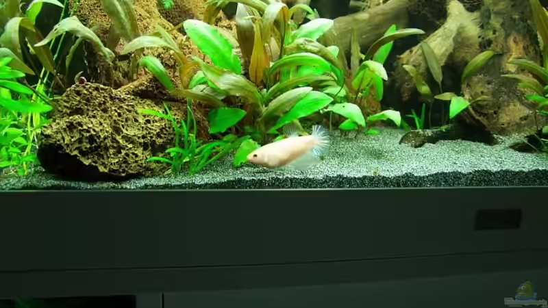 Die Betta-Mädels sind richtige Brocken geworden :-) von Denise83 (26)