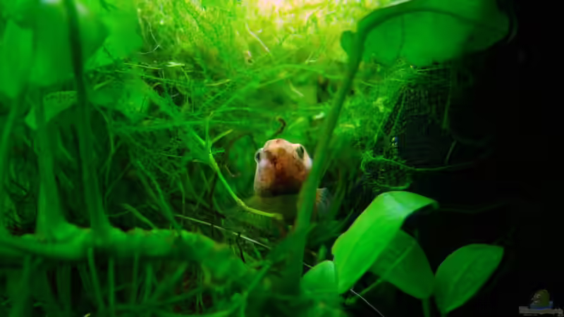 Die Bettamädels fühlen sich wohl im dichten Bewuchs nahe der Wasseroberfläche von Denise83 (24)