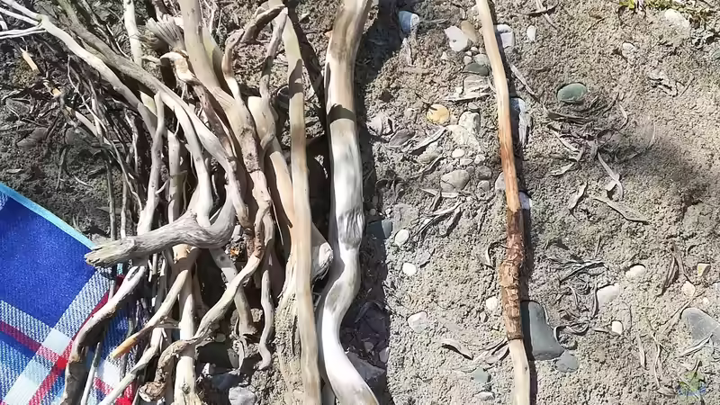 Die Beute!  von Bermuda 3eck (18)