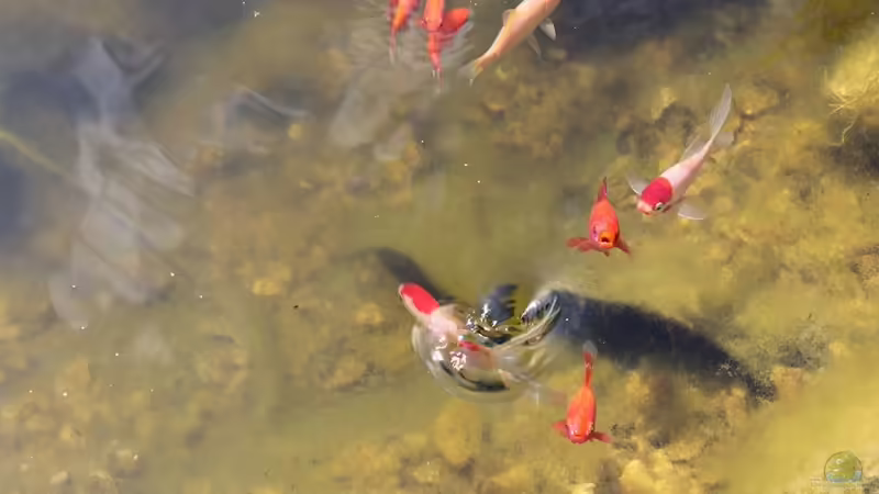 Die Bewohner  von Sergio10 (9)