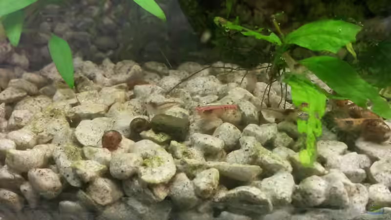 Die Bewohner des kleinen Beckens im Juni 2015.