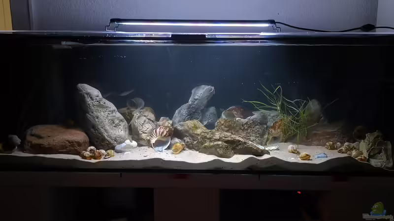 Die Bewohner wurden aus den ??bergangstuppen befreit und erkunden das neue Becken von Cichliden-Kabuff (7)