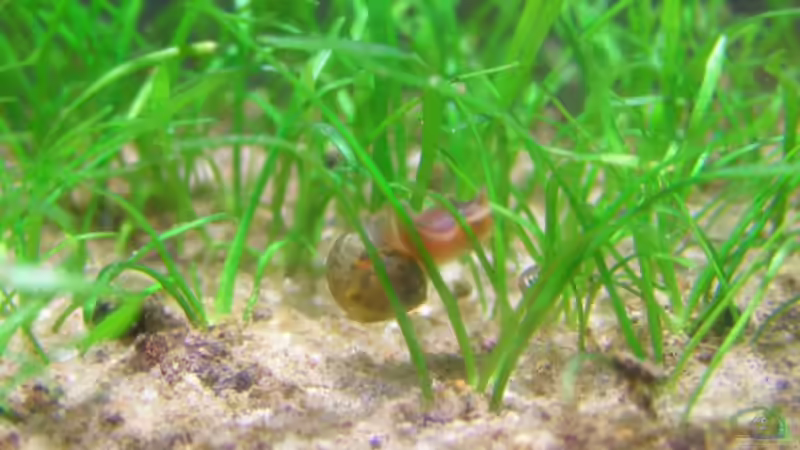 Die Bewohnerin Die Bewohnerin