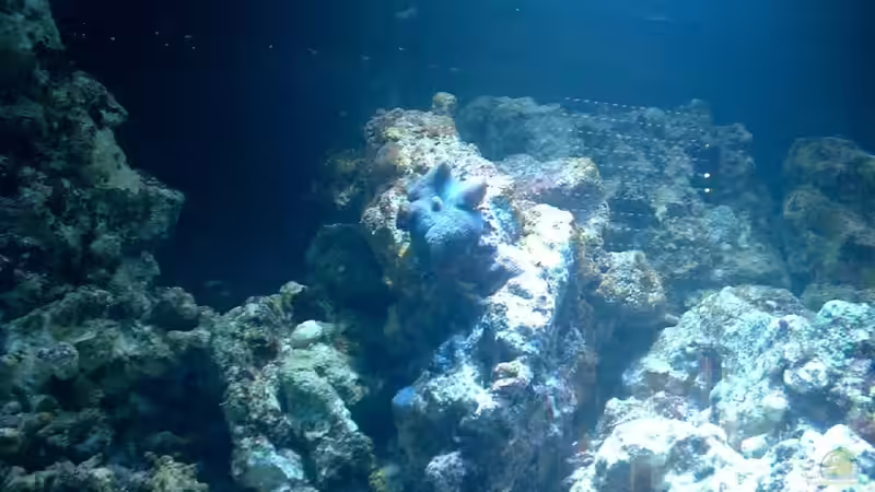 Die Blau - violette Scheibe war eine Zugabe des Händlers. Von Anfang an drin. von Rolf Mohr (13)