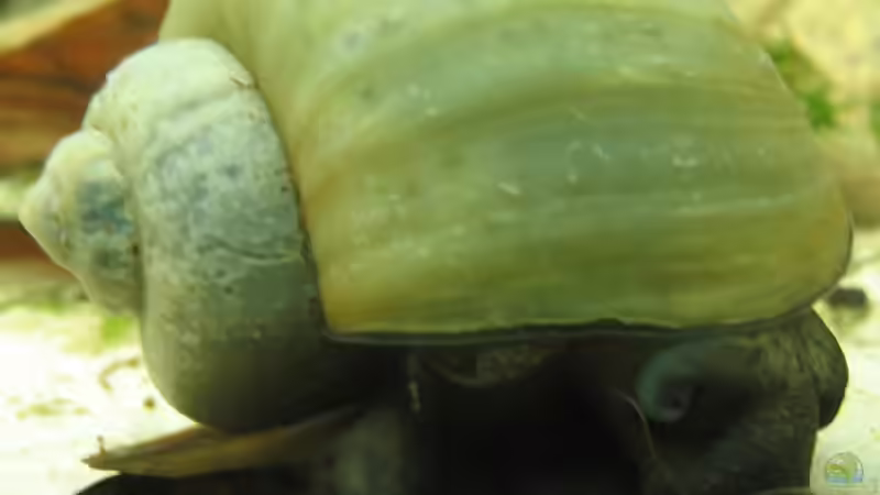 Die blaue Apfelschnecke (verstorben) von Christian Trommer (27)