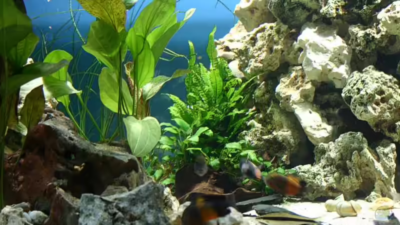 Die blaue Rückwand gibt einen guten Kontrast zu den Pflanzen. von Ingo (16)