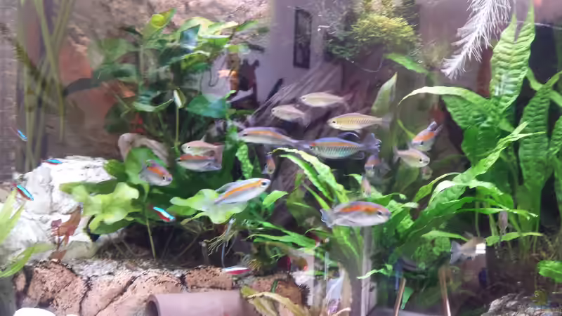 die blauen Kongosalmler sehen einfach nur schön aus !!! von Thomas Müller (61)