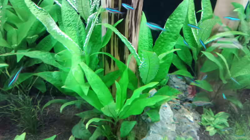 die blauen Neon ziehen ihre Bahnen um die Stämme ^^  von Torsten Bullmahn (75)