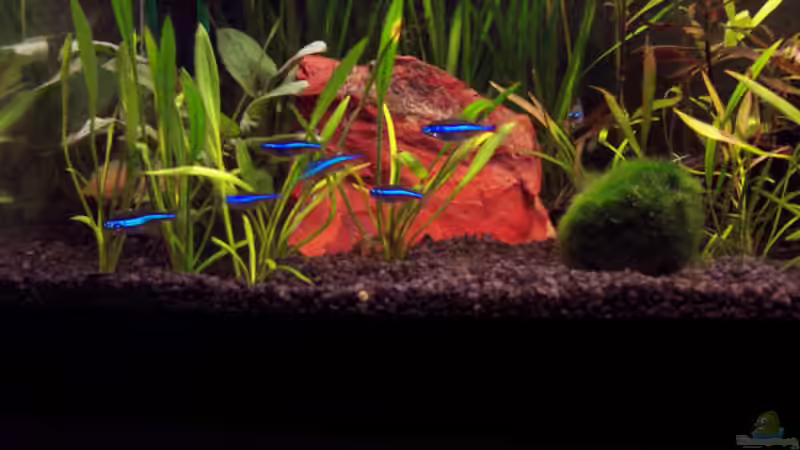 Die blauen Neons von Kirsten Bishay (5)