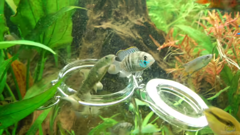 Die Blaupunktbuntbarsche sind da! 3 von Jan16 (31)