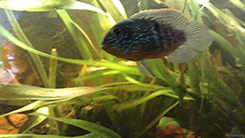 die Blaupunktdame von Lorenz Graf (8)