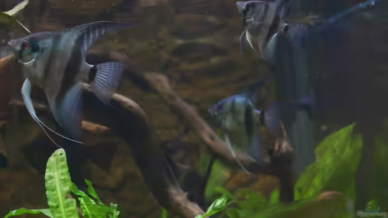 die blue diamonds sie werden etwa drei jahre zu ihrer fast Größe brauchen... von Falk (6)