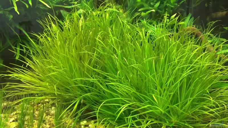 Die Blyxa wächst fast schon zu schnell... von Torsten Franke (14)