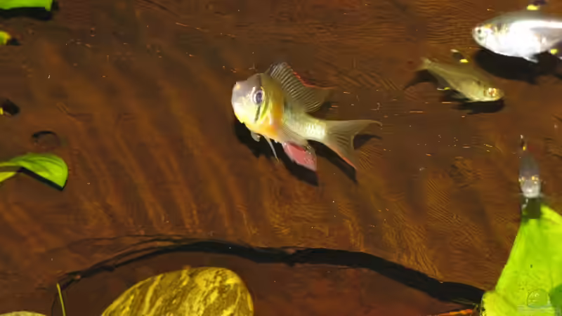 Die Bolivianer von Oliver Renkel (11)